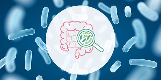 Understanding Probiotic Strains for Better Digestive Health