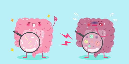 The Intestinal Health Probiotic, The Science Behind B. bifidum