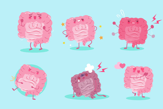 The Immune Boosting Probiotic, The Science Behind L. paracasei