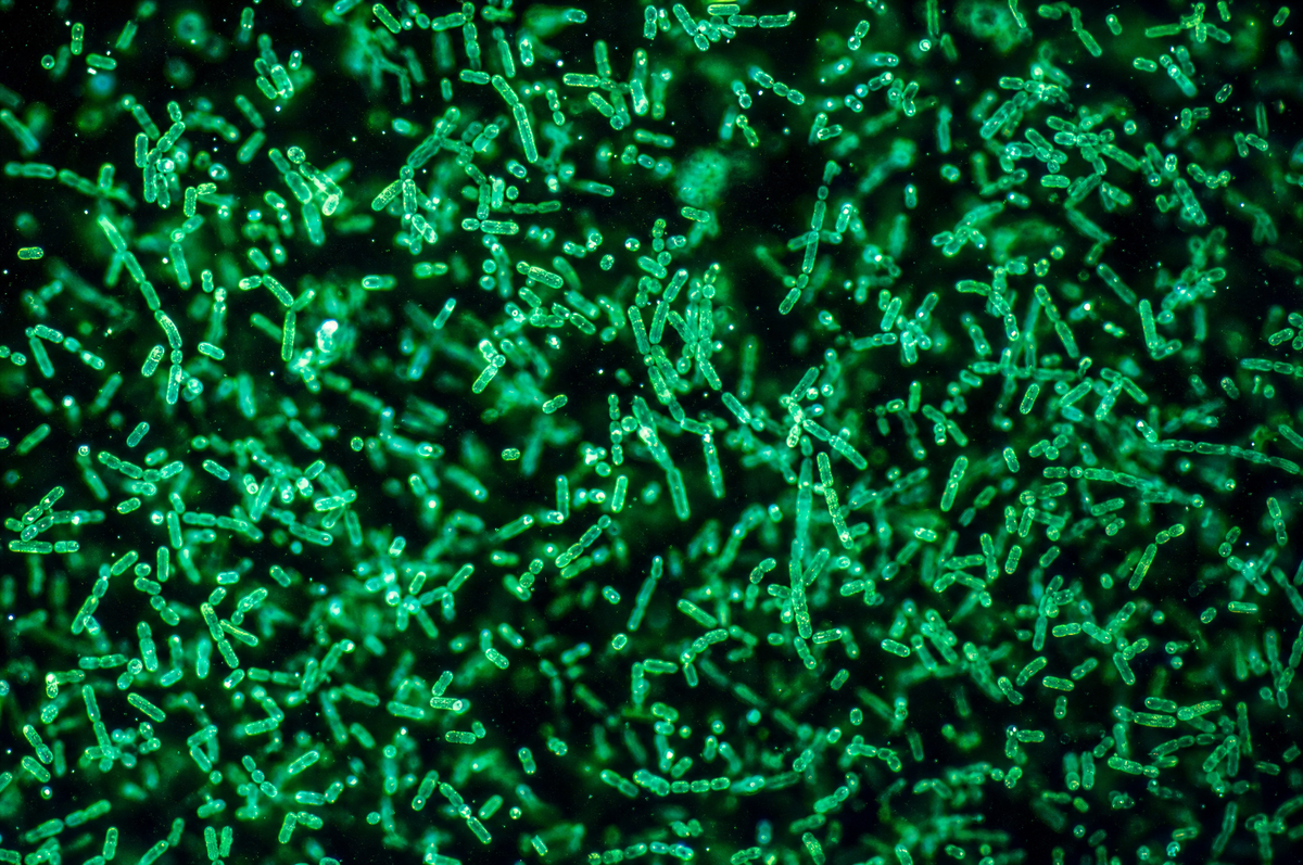 A dark-field microscopy view of rod-shaped bacteria glowing pale green against a near-black field.
