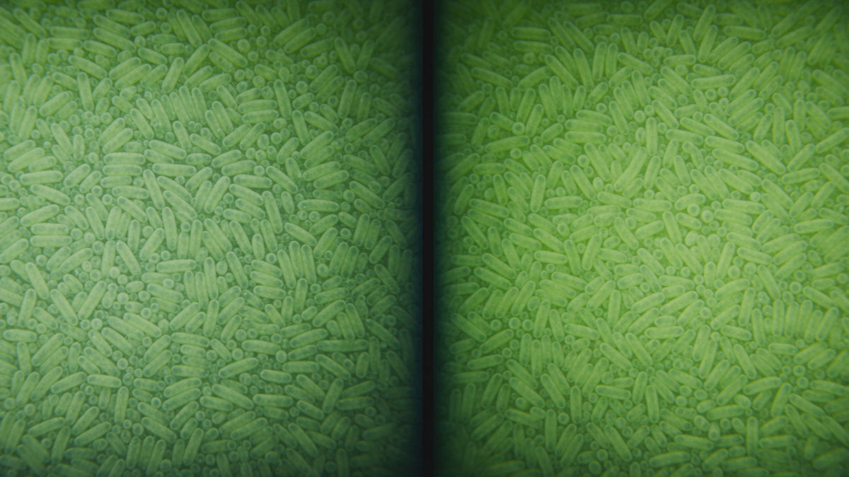 Laboratory comparison of living cell counts in juice and in dried powder after time in simulated stomach acid at body temperature