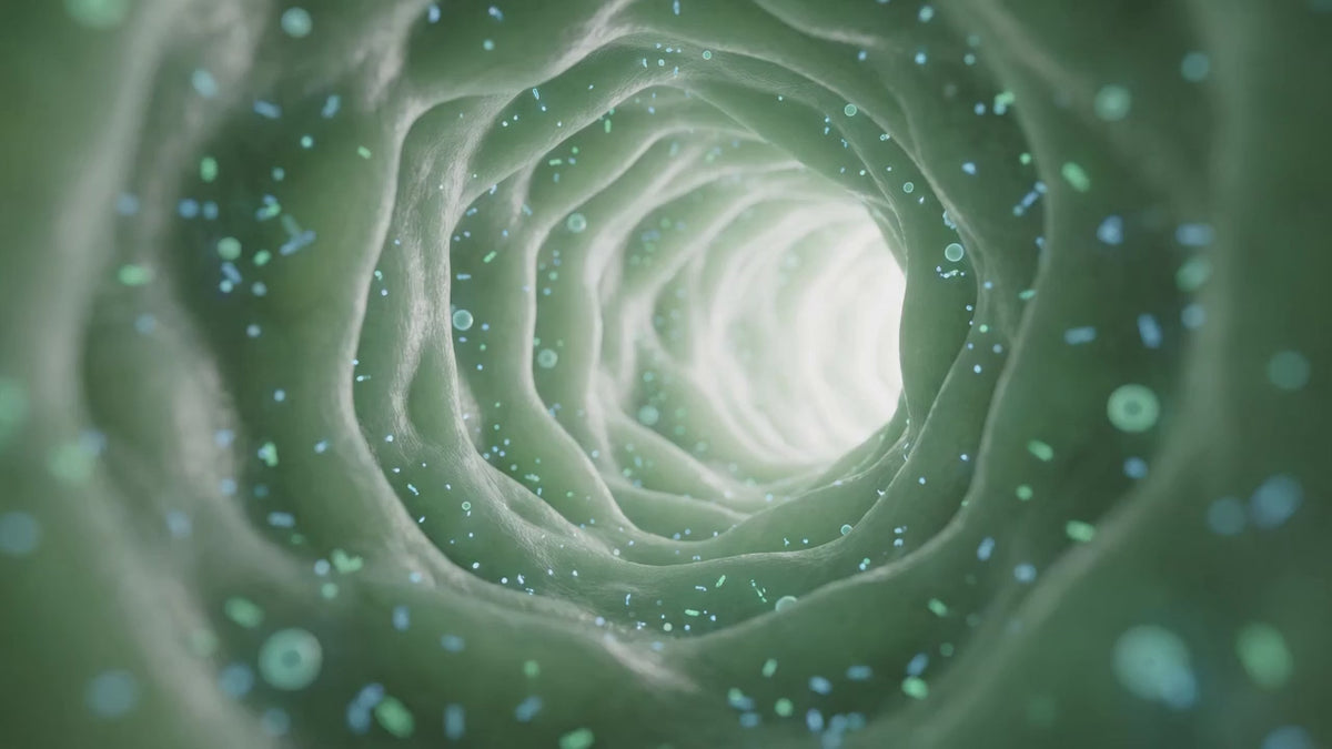 A three dimensional sequence that begins among the microbes of the gut, pulls back through the body, and ends on a person drinking a Doctor's Biome shot